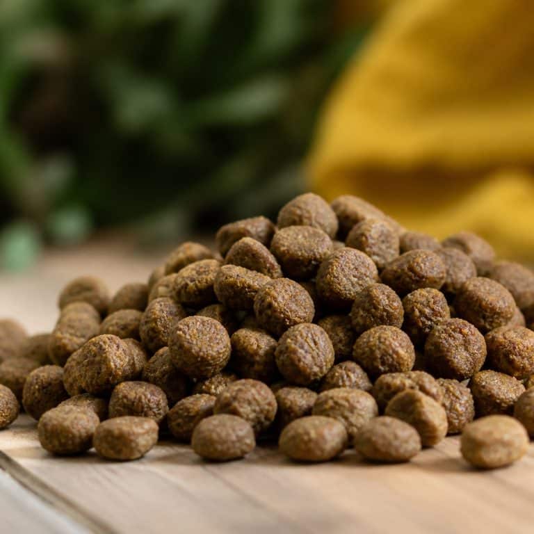 Comment lire l'étiquette d'un sac de croquettes pour chien : composition et repères