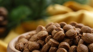 Croquettes naturelles pour chien : ce que signifie une composition « sans additifs »