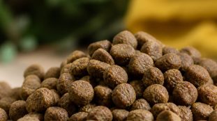 Comment lire l'étiquette d'un sac de croquettes pour chien : composition et repères